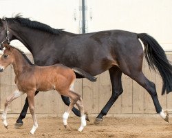 Zuchtstute G.Amelusina R2 (KWPN (Niederländisches Warmblut), 2011, von Arthos R)