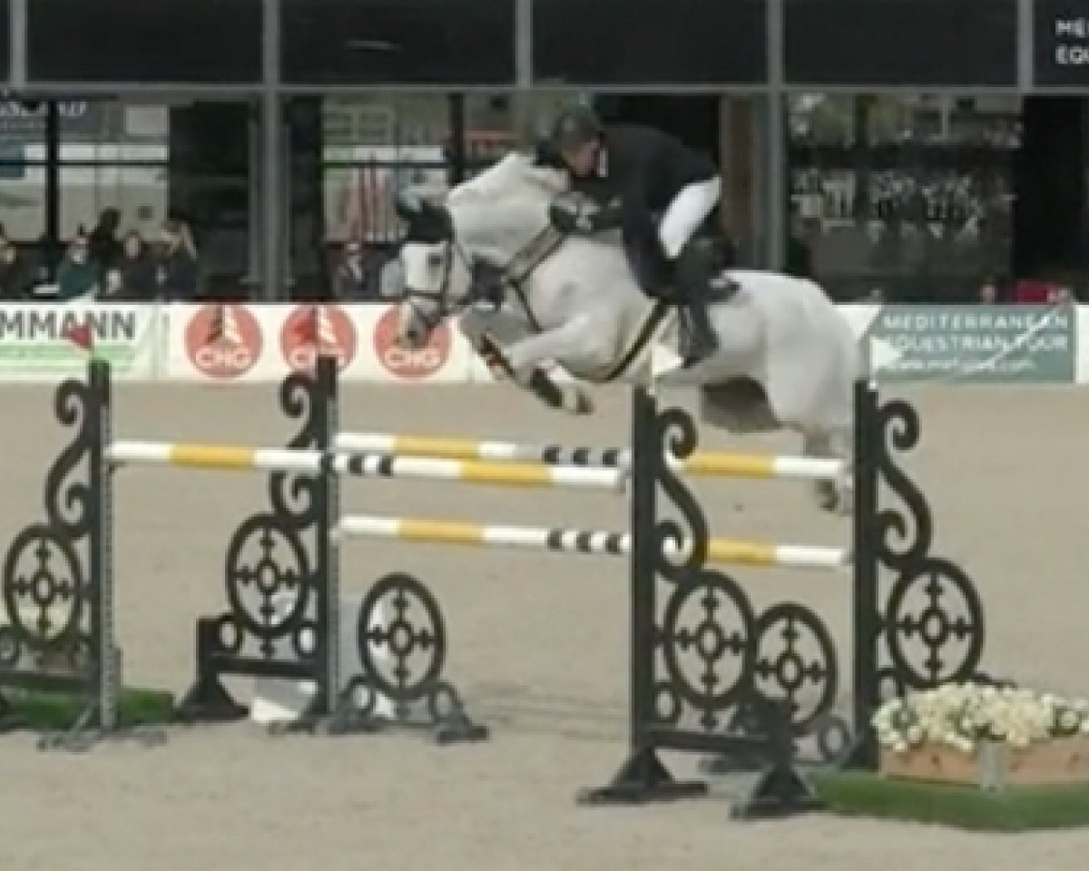 jumper Yagudin (Swedish Warmblood, 2009, from Berlin)
