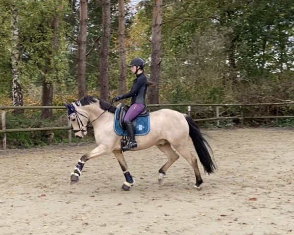 stallion Big Magic Moment (German Riding Pony, 2011, from Centauro's Midas)