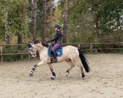 Deckhengst Big Magic Moment (Deutsches Reitpony, 2011, von Centauro's Midas)