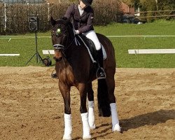 dressage horse Bellamy T (Oldenburg, 2010, from Belissimo NRW)