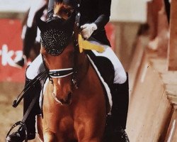 dressage horse Conroyal WE (German Riding Pony, 2002, from Constantin)