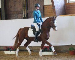 jumper For Sun (German Riding Pony, 2006, from For Kids Only)