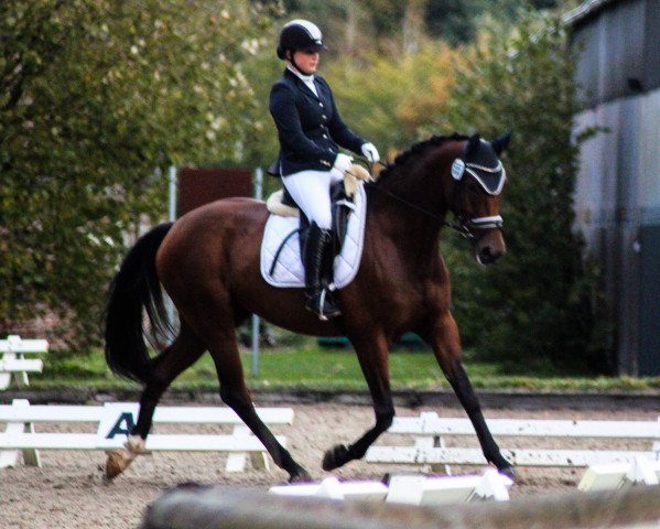 dressage horse Sir Watson H (Westphalian, 2011, from Sunday)