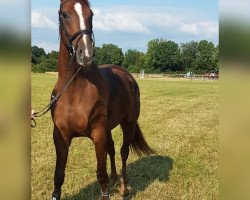 dressage horse Dornröschen (Westphalian, 2013, from Dankeschön)