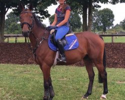 dressage horse Amaretto 304 (Hanoverian, 2015, from Asti Spumante 7)