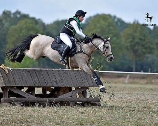 jumper Chapeau Claque 43 (German Riding Pony, 2009, from FS Champion de Luxe)