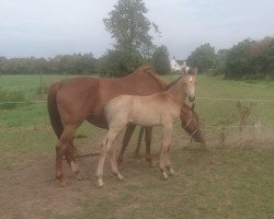 horse Jackpot (German Warmblood, 2019, from Jesko)