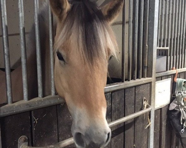 horse Nepomuk (Fjord Horse, 2017, from Njord Halsnæs)