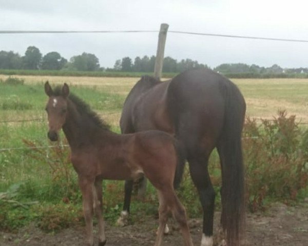 horse Julchen (German Warmblood, 2019, from Jesko)