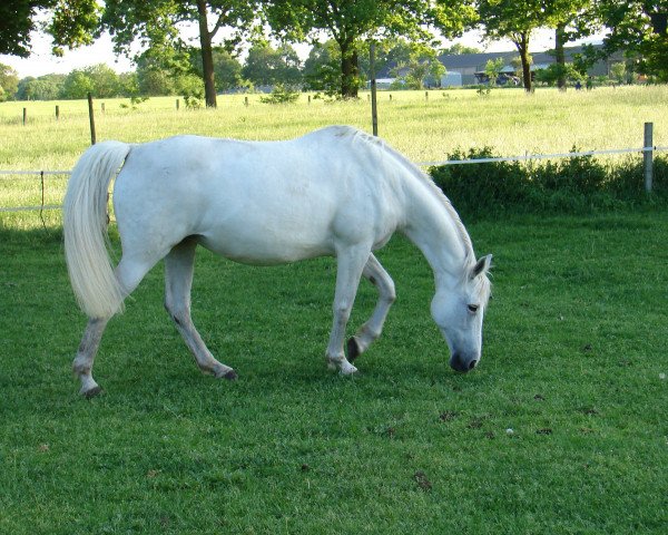 Zuchtstute Wynona (Trakehner, 1995, von Widerhall)