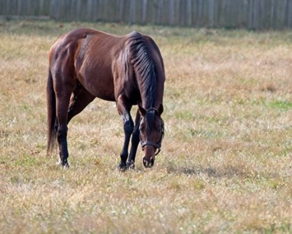 stallion Mastery xx (Thoroughbred, 2014, from Candy Ride xx)