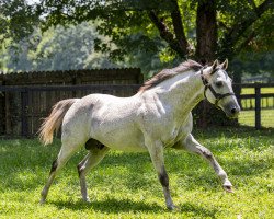 stallion Ironicus xx (Thoroughbred, 2011, from Distorted Humor xx)