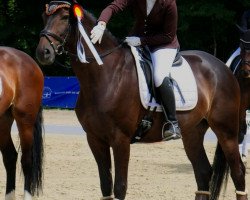 dressage horse Insterzauber 2 (Trakehner, 2009, from Grand Passion)