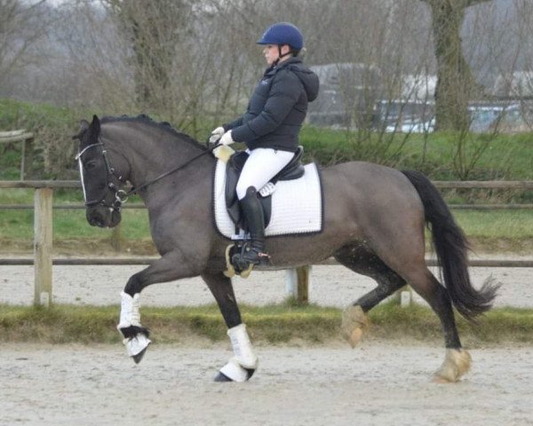 dressage horse Frankenbach Beautyful Mind (Welsh-Cob (Sek. D), 2005, from Dingering Bangster)