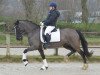 dressage horse Frankenbach Beautyful Mind (Welsh-Cob (Sek. D), 2005, from Dingering Bangster)