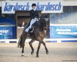 dressage horse Gonzo VA (Hanoverian, 2002, from Grosso Z)