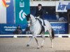 dressage horse Stella 1023 (Bavarian, 2008, from Silvermoon)