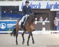 dressage horse Caddylack (Holsteiner, 2008, from Casall Ask)