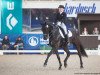 dressage horse Blackmoney (Oldenburg, 2010, from Bordeaux 28)