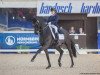 dressage horse Salazar 14 (Oldenburg, 2003, from Sandro Hit)