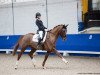 dressage horse Der Schatz (Hanoverian, 2014, from Deveraux 3)