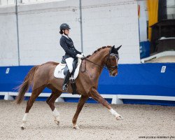 dressage horse Der Schatz (Hanoverian, 2014, from Deveraux 3)