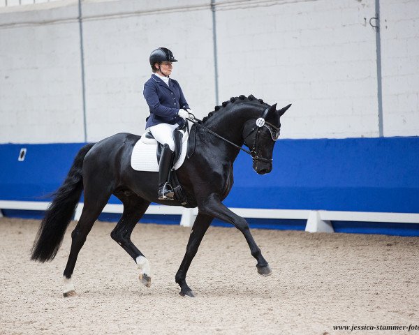 dressage horse FBW First Date (Württemberger, 2014, from For Romance I)
