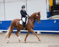 dressage horse Dubai 77 (German Sport Horse, 2014, from Danone 4)