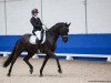 dressage horse Dior 174 (German Sport Horse, 2014, from Dante Weltino Old)