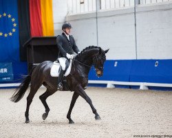 dressage horse Sir Toivo (Oldenburg, 2014, from Sir Kinley)