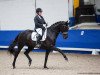 dressage horse Seville Nord (Danish Warmblood, 2013, from Glock's Dream Boy)