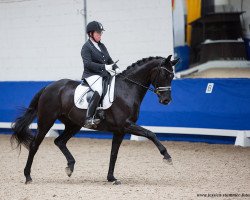 dressage horse Seville Nord (Danish Warmblood, 2013, from Glock's Dream Boy)