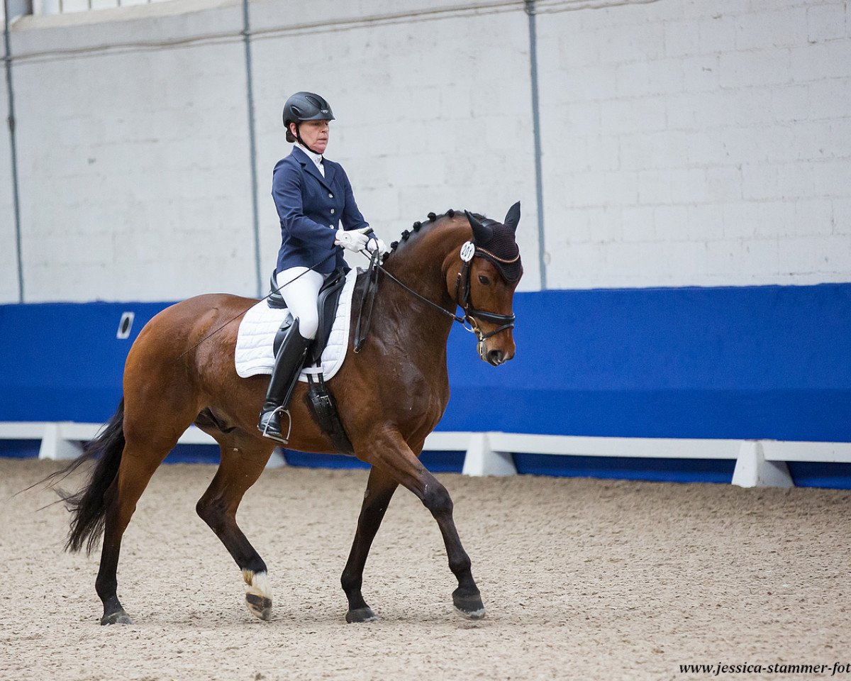 jumper Ludwik Sbk (Hanoverian, 2013, from Lissaro)