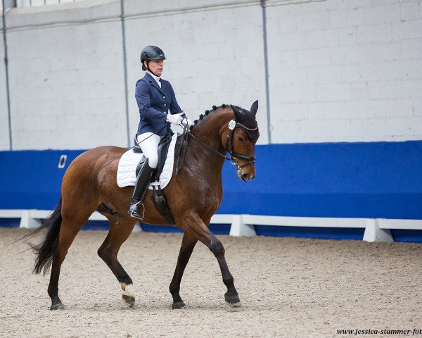 dressage horse Ludwik Sbk (Hanoverian, 2013, from Lissaro)