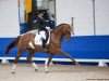 dressage horse Lichtblick S (Hanoverian, 2013, from Henglein's Licosto)