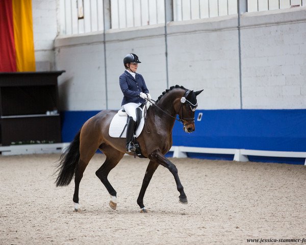 Dressurpferd Odette 63 (Deutsches Sportpferd, 2014, von Grey Flanell)