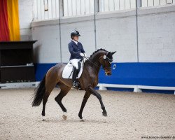 dressage horse Odette 63 (German Sport Horse, 2014, from Grey Flanell)