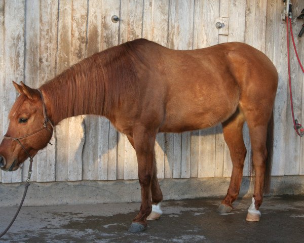 Pferd Lucky Cheyenne Bug (Paint Horse, 2012)