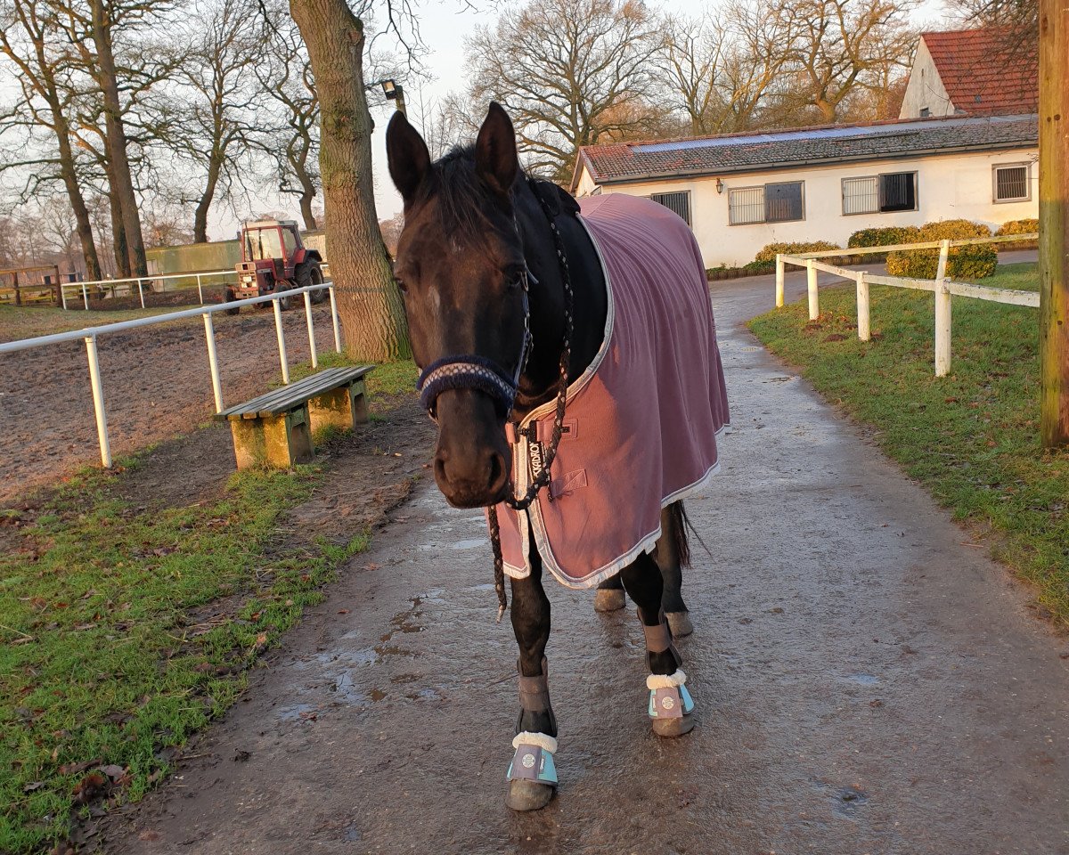 jumper Athleena (German Sport Horse, 2016, from Athlet)