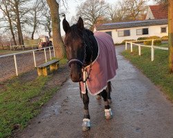 Springpferd Athleena (Deutsches Sportpferd, 2016, von Athlet)