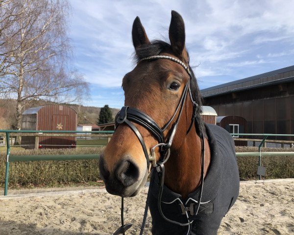 horse Goldsterns Ella (German Riding Pony, 2012, from Golden Dancer)