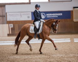 dressage horse Daddy's Girl AH (German Riding Pony, 2012, from FS Don't Worry)