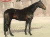 stallion Concepcion xx (Thoroughbred, 1990, from Acatenango xx)