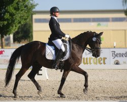 dressage horse Der kleine Desperados (Hanoverian, 2008, from Desperados FRH)