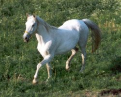 broodmare Persante (Trakehner, 1988, from Tassilo)