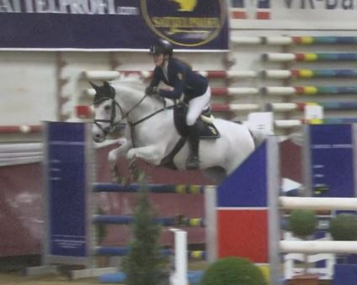 stallion FH Nightcapitol (German Riding Pony, 2004, from Nightfire)