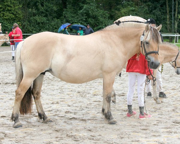 Zuchtstute Julietta (Fjordpferd, 2012, von Stedjeblakken)