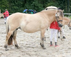 broodmare Julietta (Fjord Horse, 2012, from Stedjeblakken)