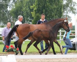 broodmare Merle S (Holsteiner, 1997, from Coriano)